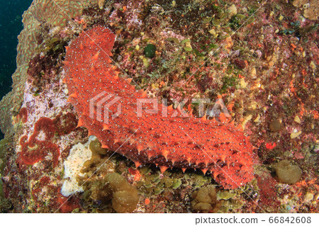 紅魚 66842608