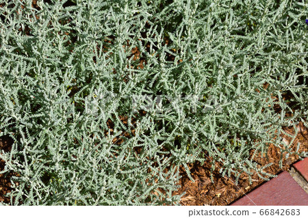 Santorina Santorina 66842683