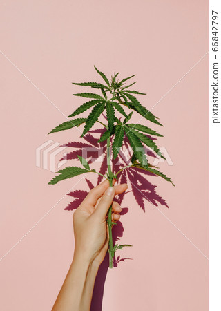 Beautiful green marijuana plant, hemp leaves on pink background in hand Cannabis Beautiful green marijuana plant, hemp leaves on pink background in hand Cannabis 66842797
