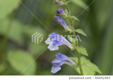 Scutellaria pebra blooming in the grass Scutellaria pebra blooming in the grass 66842865