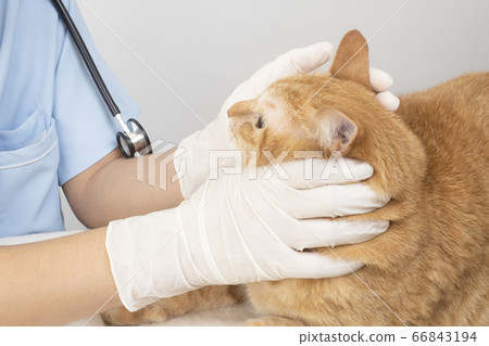 Hands of a veterinarian examining a cat Hands of a veterinarian examining a cat 66843194