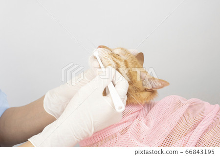 At the vet's hand brushing the teeth of a cat At the vet's hand brushing the teeth of a cat 66843195