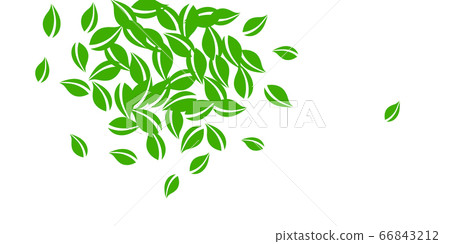 Falling green leaves. Fresh tea neat leaves flying 66843212
