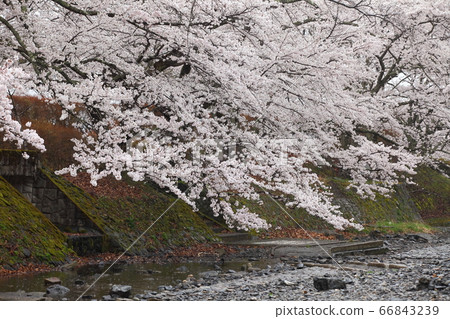 Sakura of the Nanatani River Sakura of the Nanatani River 66843239