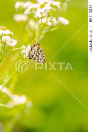 馬達拉里裡燕子 66843282