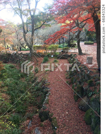 紅葉河 紅葉河 66843324