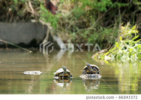 Green turtle to dry out the shell 66843372