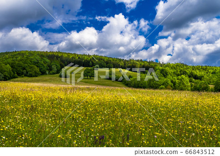 Rural Landscape With Forest And Flower Meadow At Cloudy Weather In Austria Rural Landscape With Forest And Flower Meadow At Cloudy Weather In Austria 66843512