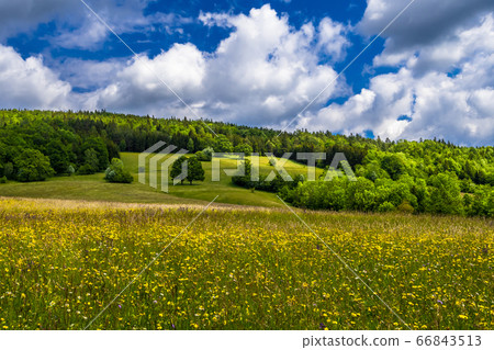 Rural Landscape With Forest And Flower Meadow At Cloudy Weather In Austria Rural Landscape With Forest And Flower Meadow At Cloudy Weather In Austria 66843513