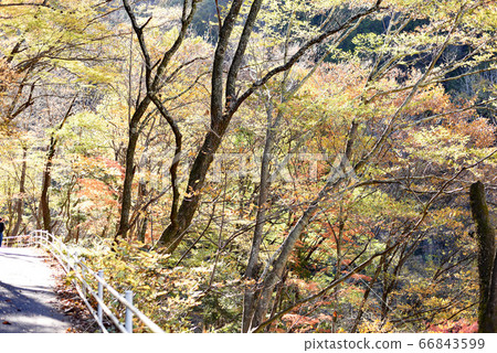 Autumn leaves Autumn leaves 66843599