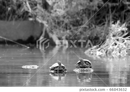 殼上的綠海龜（單色） 66843632