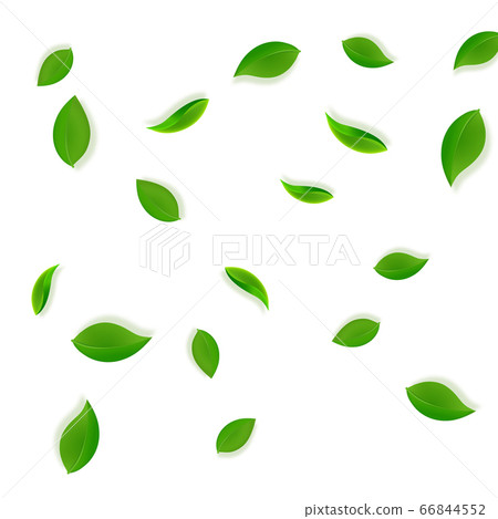 Falling green leaves. Fresh tea neat leaves flying 66844552