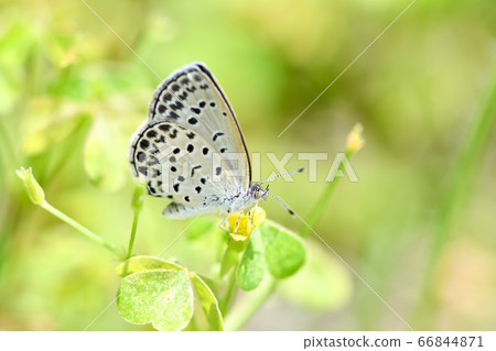 大和Shizimi 66844871