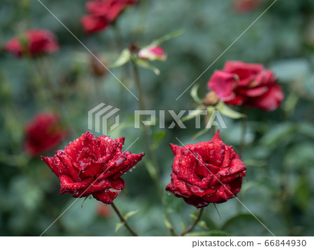 Rose flower in rainy day June 66844930