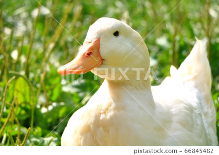 duck	 66845482