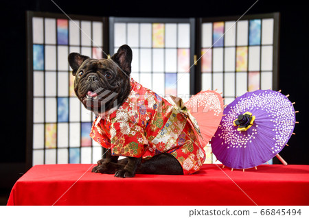 French Bulldog kimono, cut for New Year's cards 66845494