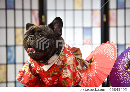 French Bulldog kimono, cut for New Year's cards 66845495