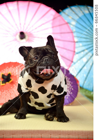 法國鬥牛犬和服 剪成新年賀卡 照片素材 圖片 圖庫