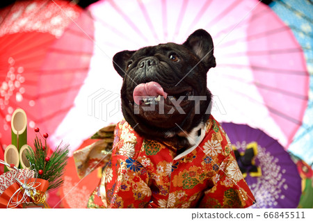 法國鬥牛犬和服 剪成新年賀卡 照片素材 圖片 圖庫
