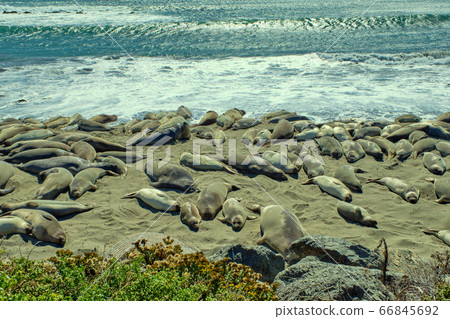 Group of lions and elephant seals sleep on the beach. Group of lions and elephant seals sleep on the beach. 66845692