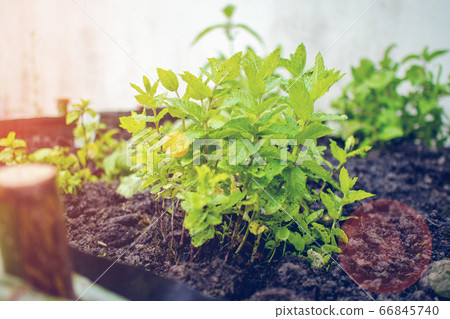 planting green fresh leaf of mint, morocco type 66845740