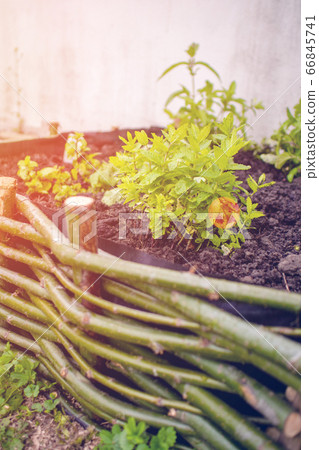 planting green fresh leaf of mint, morocco type 66845741