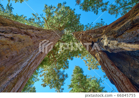 Sequoia National Park in California, USA. Sequoia National Park in California, USA. 66845755