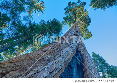 Sequoia National Park in California, USA. 66845756