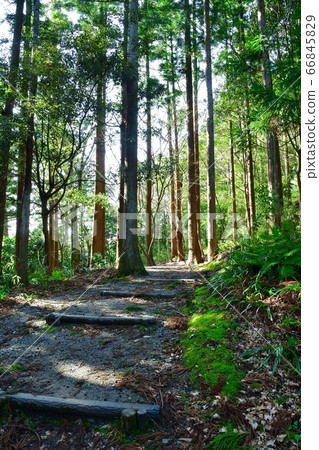 Kuniyama mountain road (Niigata) 66845829