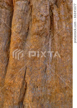 Sequoia National Park in California, USA. 66845877