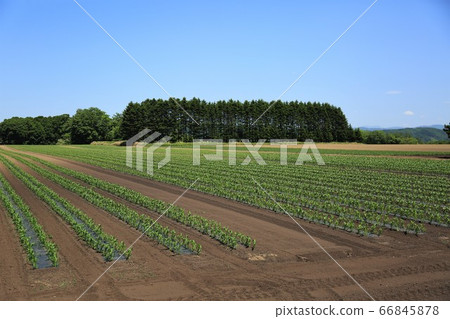 Scenery of Hokkaido "corn field" 66845878