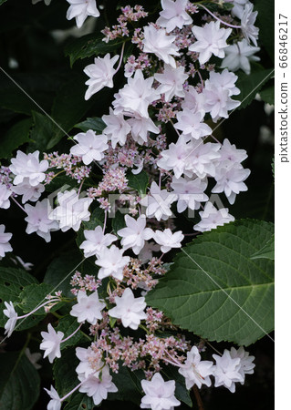 Hydrangea, Sumida fireworks Hydrangea, Sumida fireworks 66846217