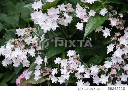 Hydrangea, Sumida fireworks 66846218