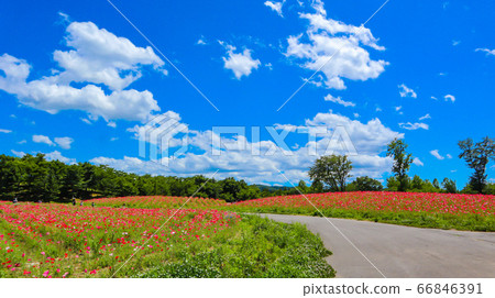 Blue sky and poppy Blue sky and poppy 66846391