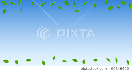 Falling green leaves. Fresh tea random leaves flyi Falling green leaves. Fresh tea random leaves flyi 66846400