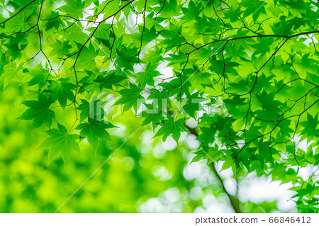 Fresh green maple leaves dripping with water, rainy season material [Nagano Prefecture] 66846412