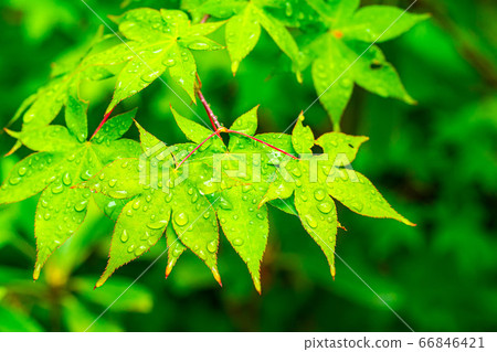 Fresh green maple leaves dripping with water, rainy season material [Nagano Prefecture] 66846421