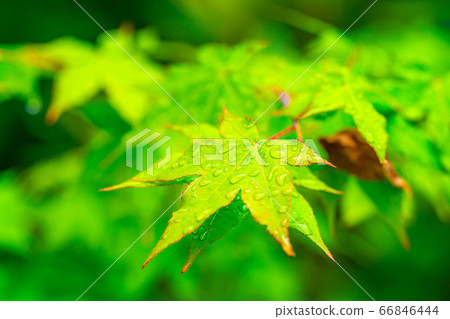 Fresh green maple leaves dripping with water, rainy season material [Nagano Prefecture] 66846444