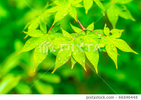 Fresh green maple leaves dripping with water, rainy season material [Nagano Prefecture] 66846448