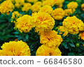 萬壽菊 66846580