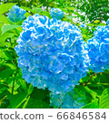 淺藍色繡球花 66846584