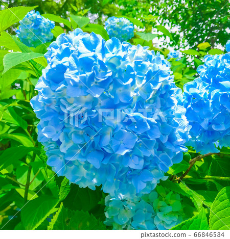 淺藍色繡球花 66846584
