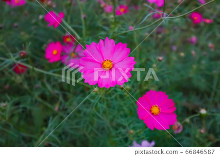 深粉色繡球花 66846587