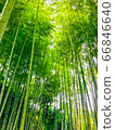  竹林 66846640
