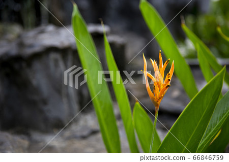 Tropical flower in the garden Tropical flower in the garden 66846759