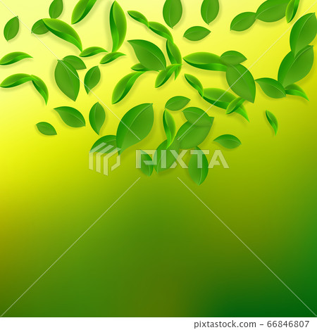 Falling green leaves. Fresh tea chaotic leaves fly Falling green leaves. Fresh tea chaotic leaves fly 66846807