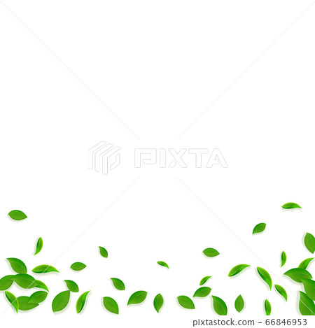 Falling green leaves. Fresh tea chaotic leaves fly 66846953