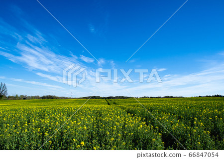 Beautiful field of green and light yellow rape 66847054