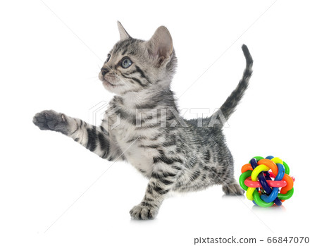 bengal kitten in studio bengal kitten in studio 66847070