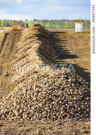 sugar beet near Jaroslavice, Southern Moravia, sugar beet near Jaroslavice, Southern Moravia, 66847345